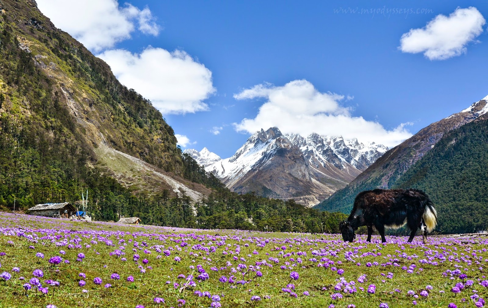 Yumthang Flower Valley