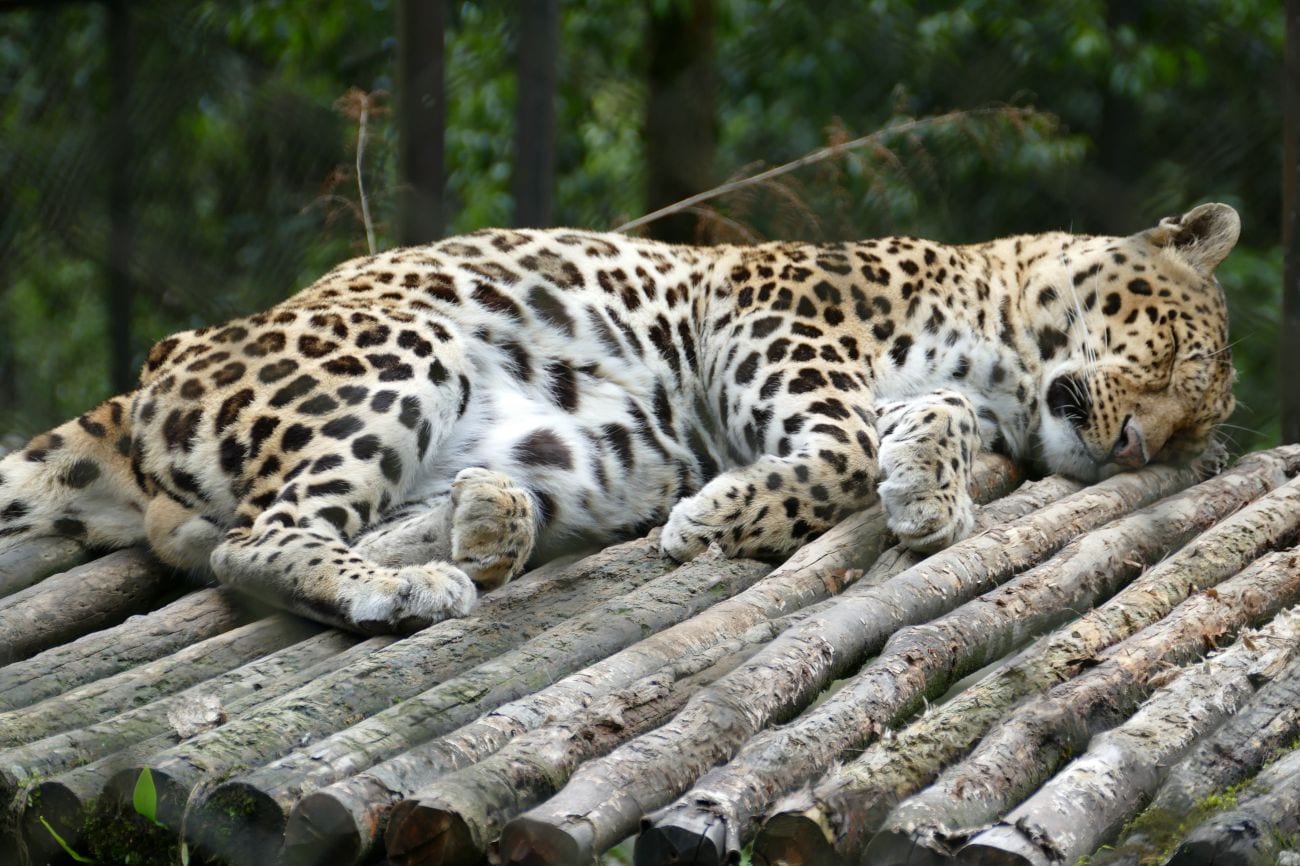 Himalayan Zoological Park