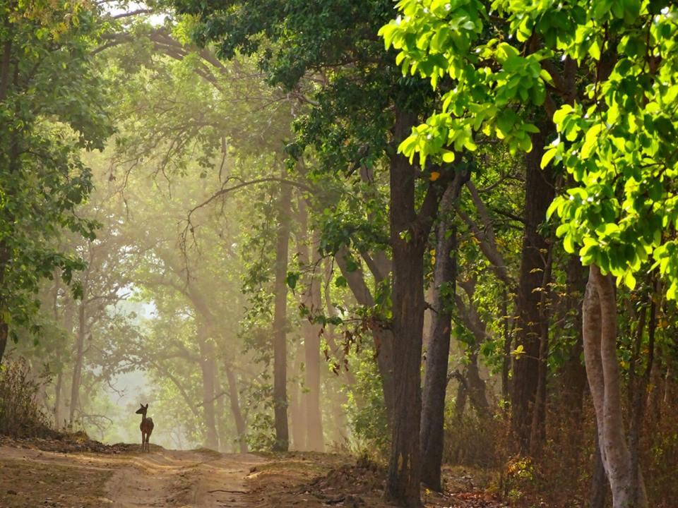 Kanha National Park