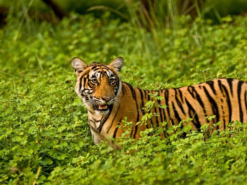 Krishna, Ranthambore National Park