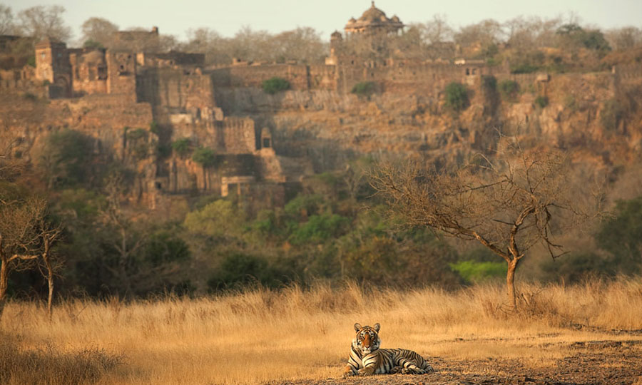 Ranthambore National Park