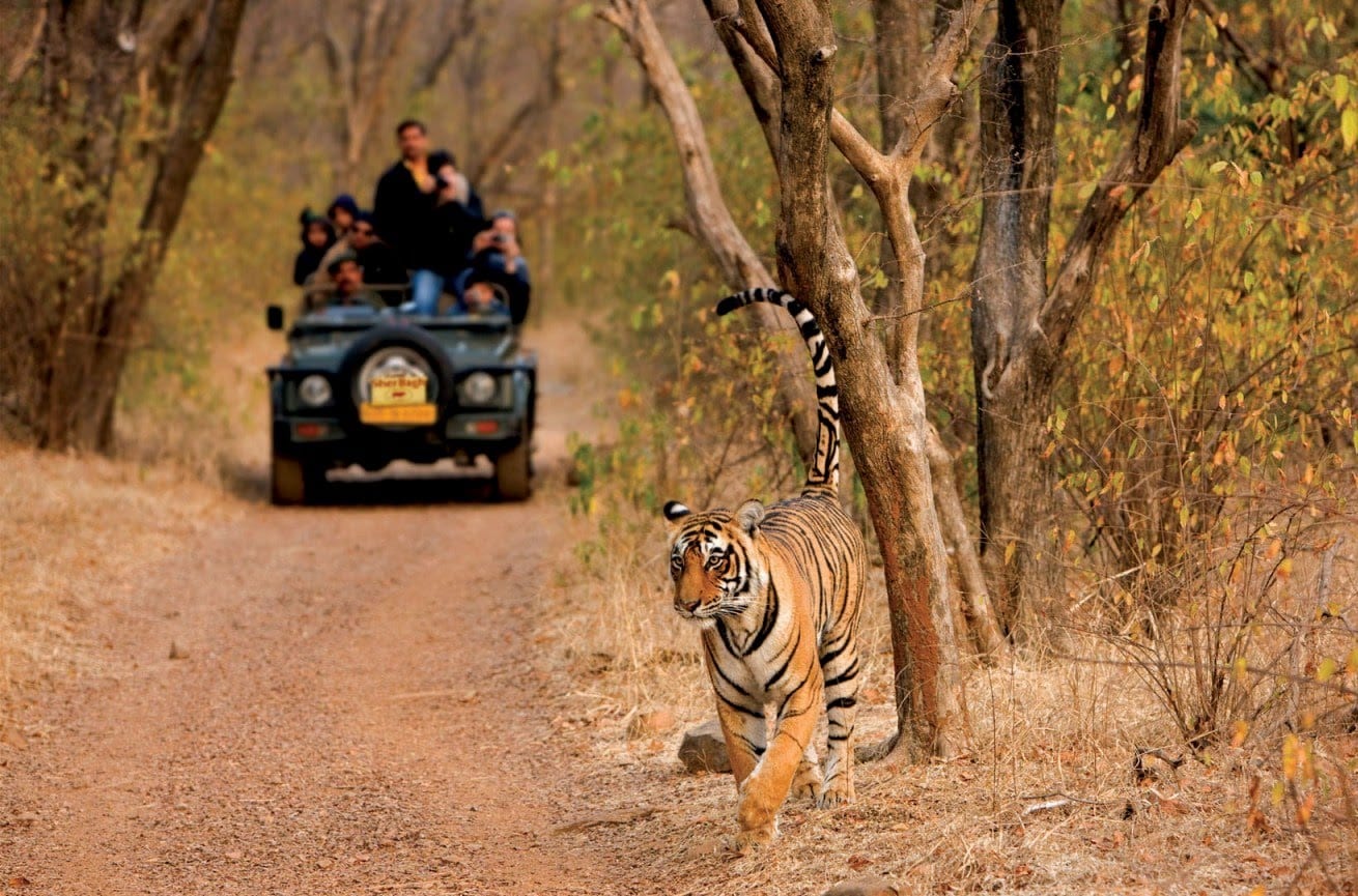 Tiger sighting at Ranthambore