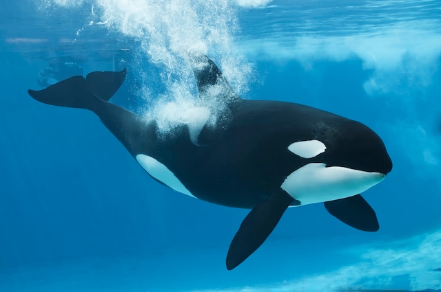 Shamu the Orca (killer whale) 