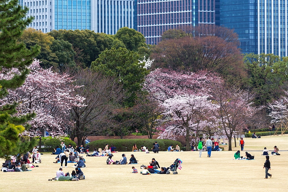 Hanami at East Garden