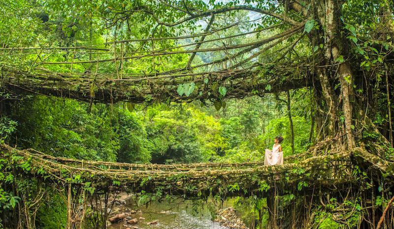 Living Root Bridges, Meghalaya