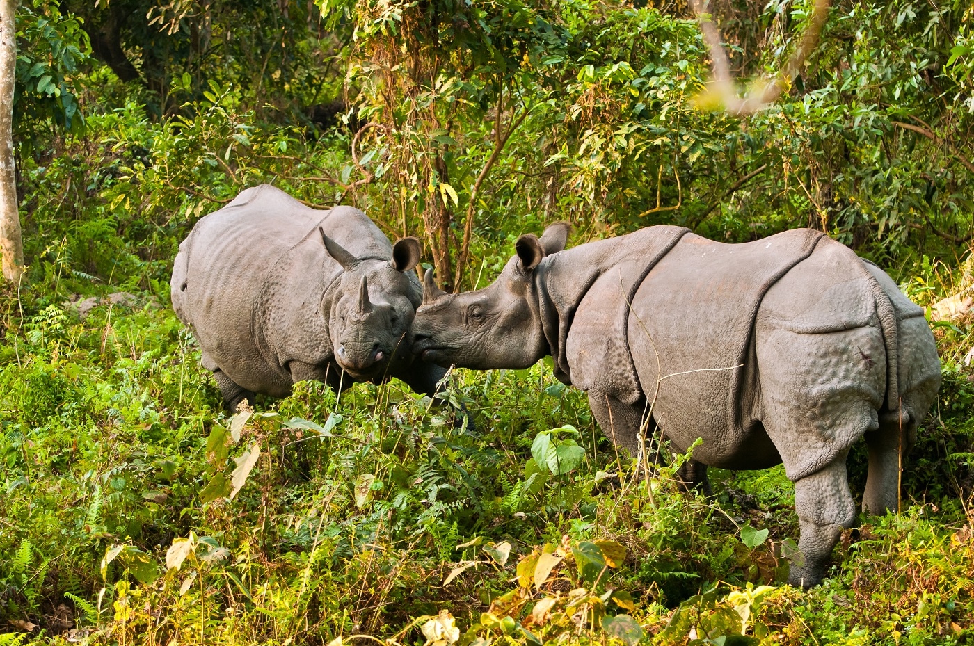 Kaziranga National Park, Assam