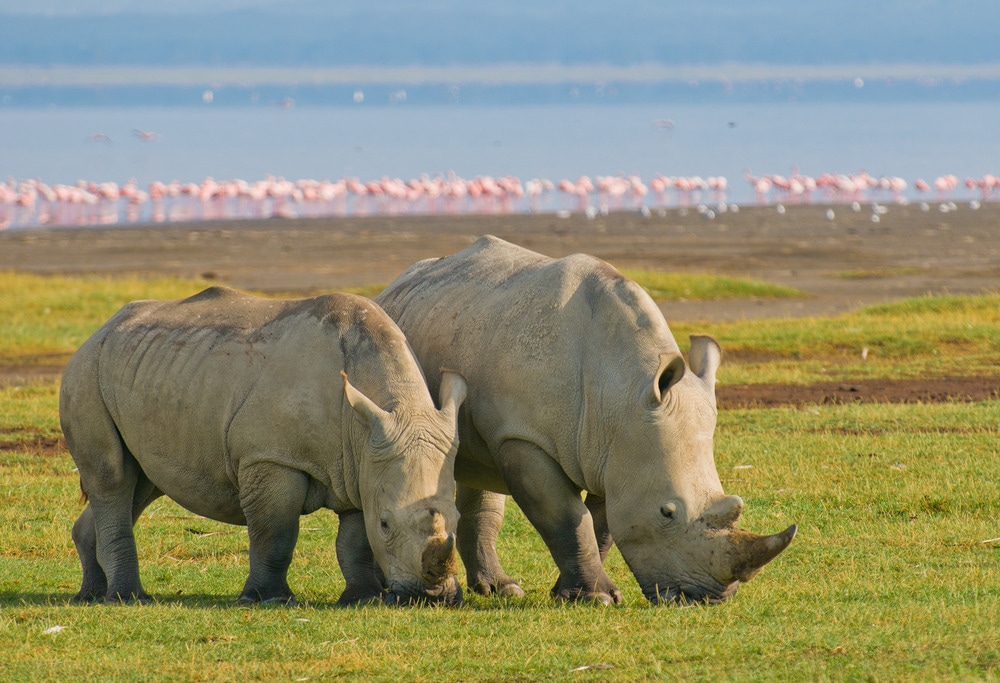 Rhino Sanctuary