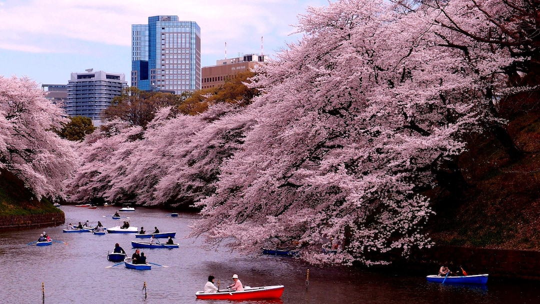 Boat Cherry Blossom Park River Spring Tokyo 1367575 Pxhere.com