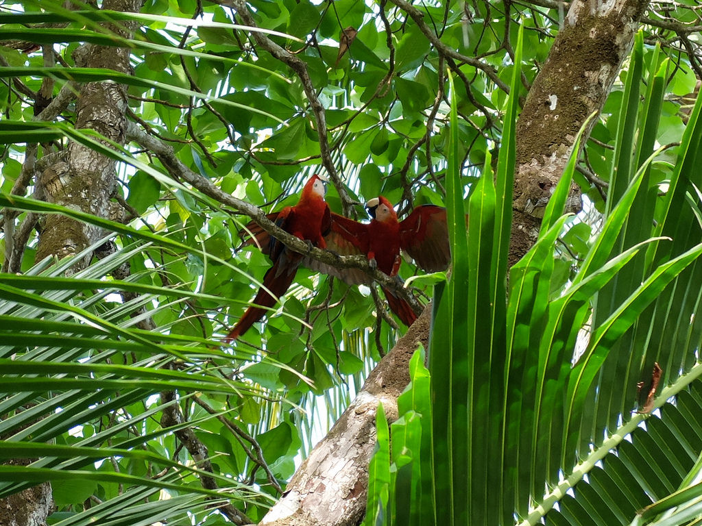 Corcovado National Park Costa Rica