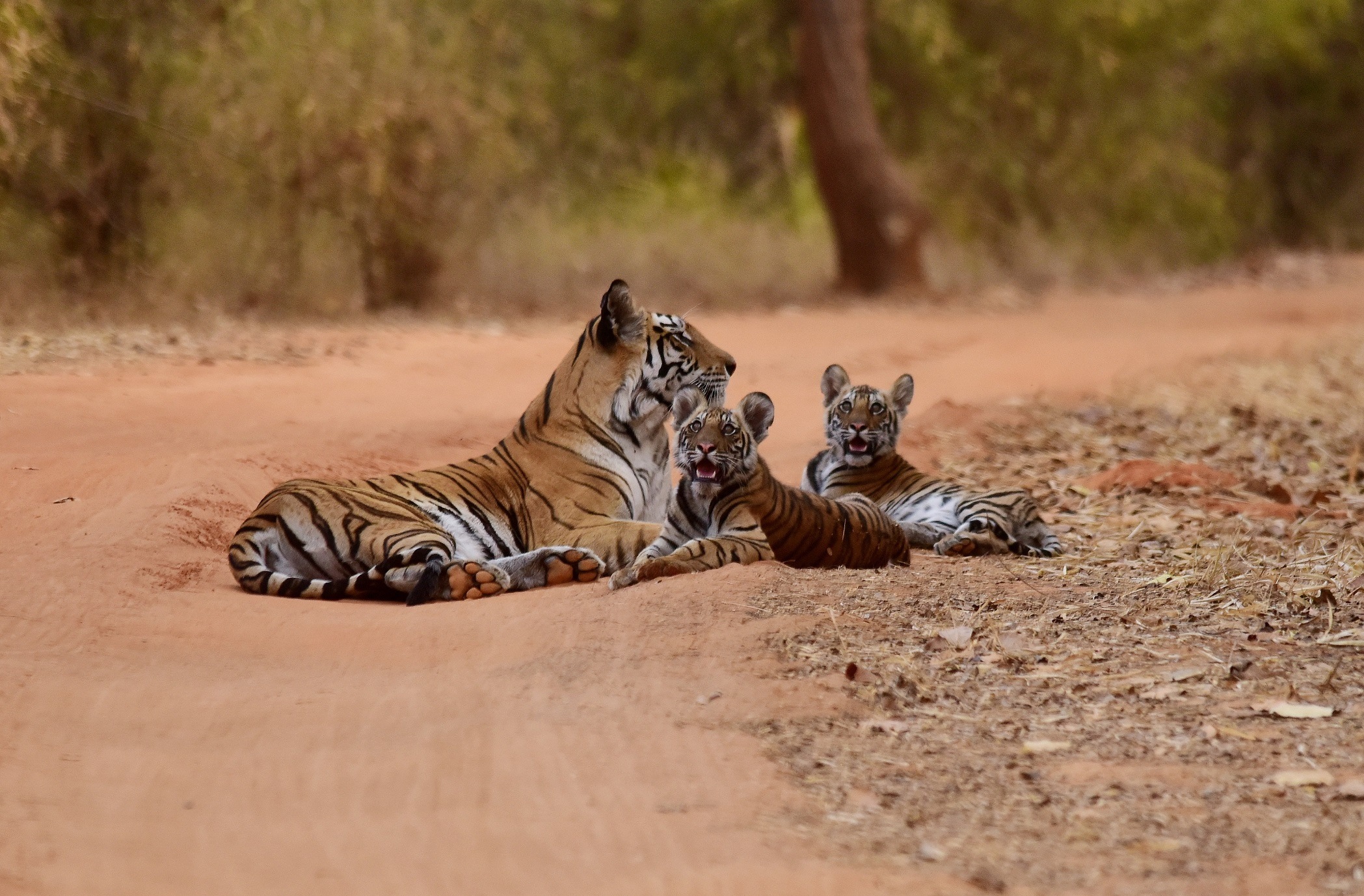 Ranthambore National Park