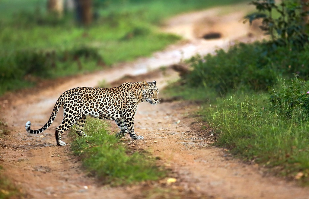 Bandipur National Park