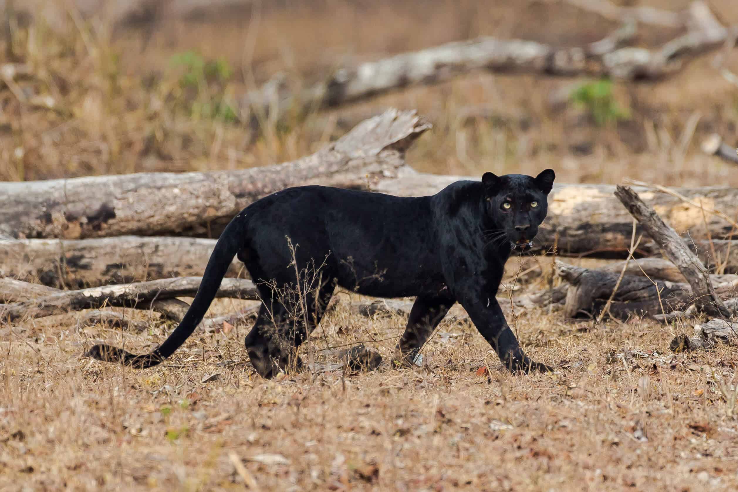 Kabini/Nagarhole National Park