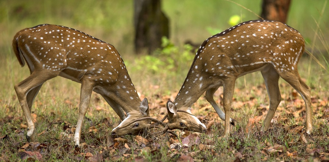 Dudhwa Deers
