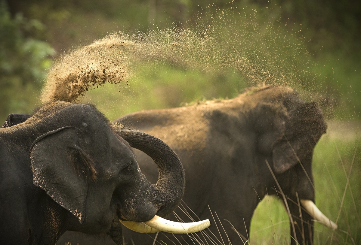 2018/09/Dudhwa-elephants-Optimized.jpg