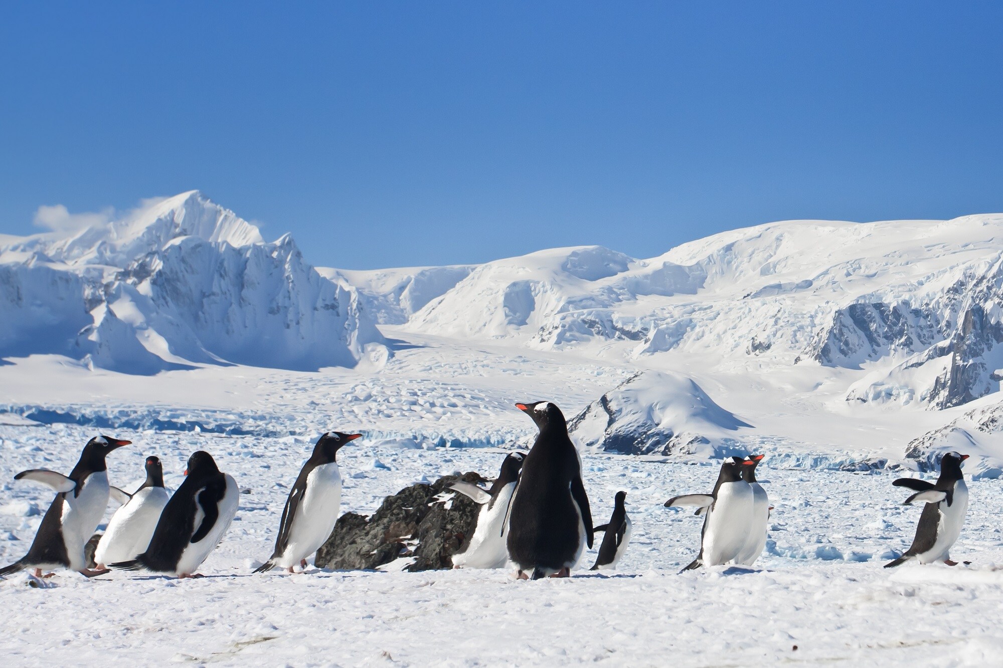 Large Group Of Penguins