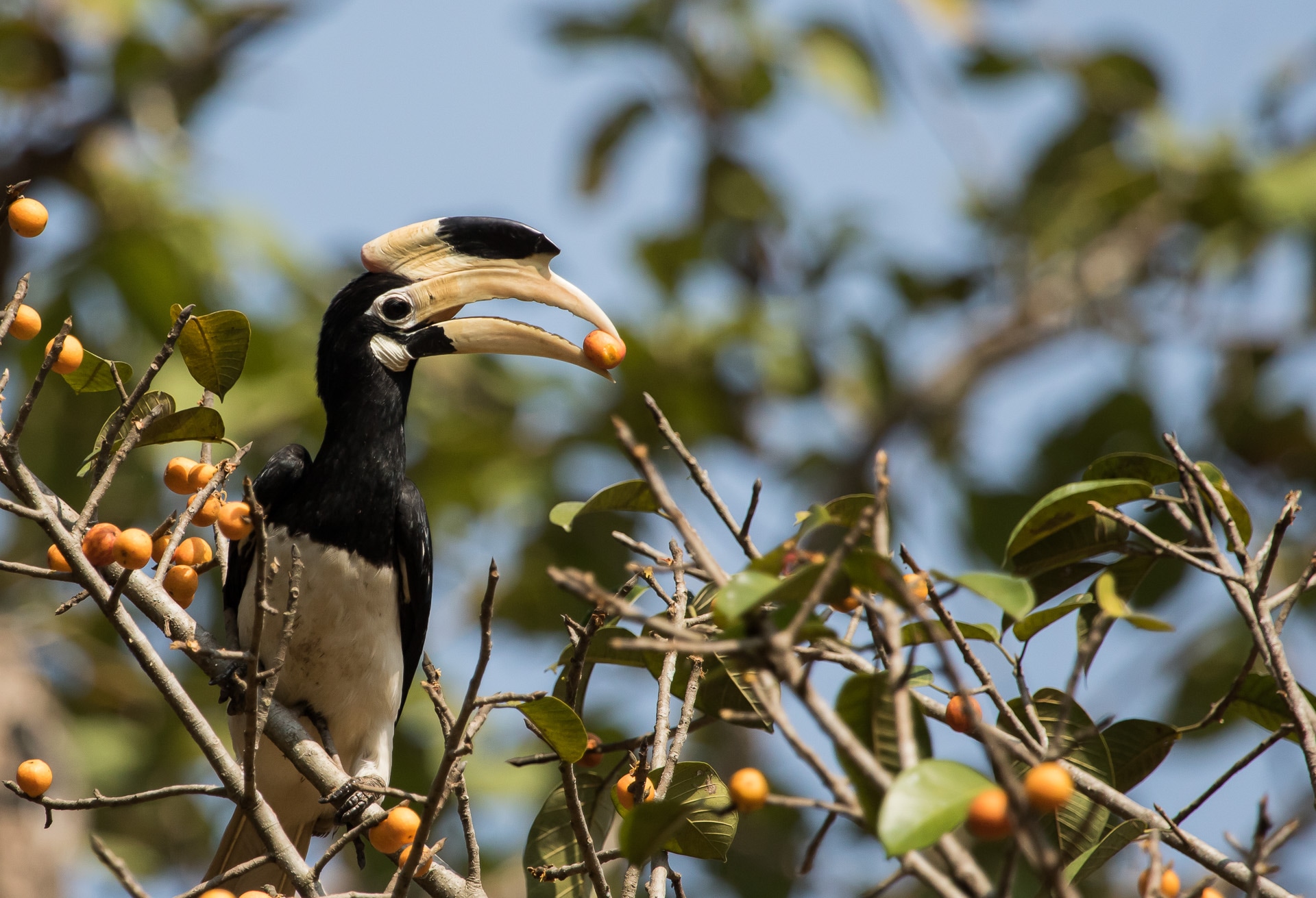 Dandeli National Park