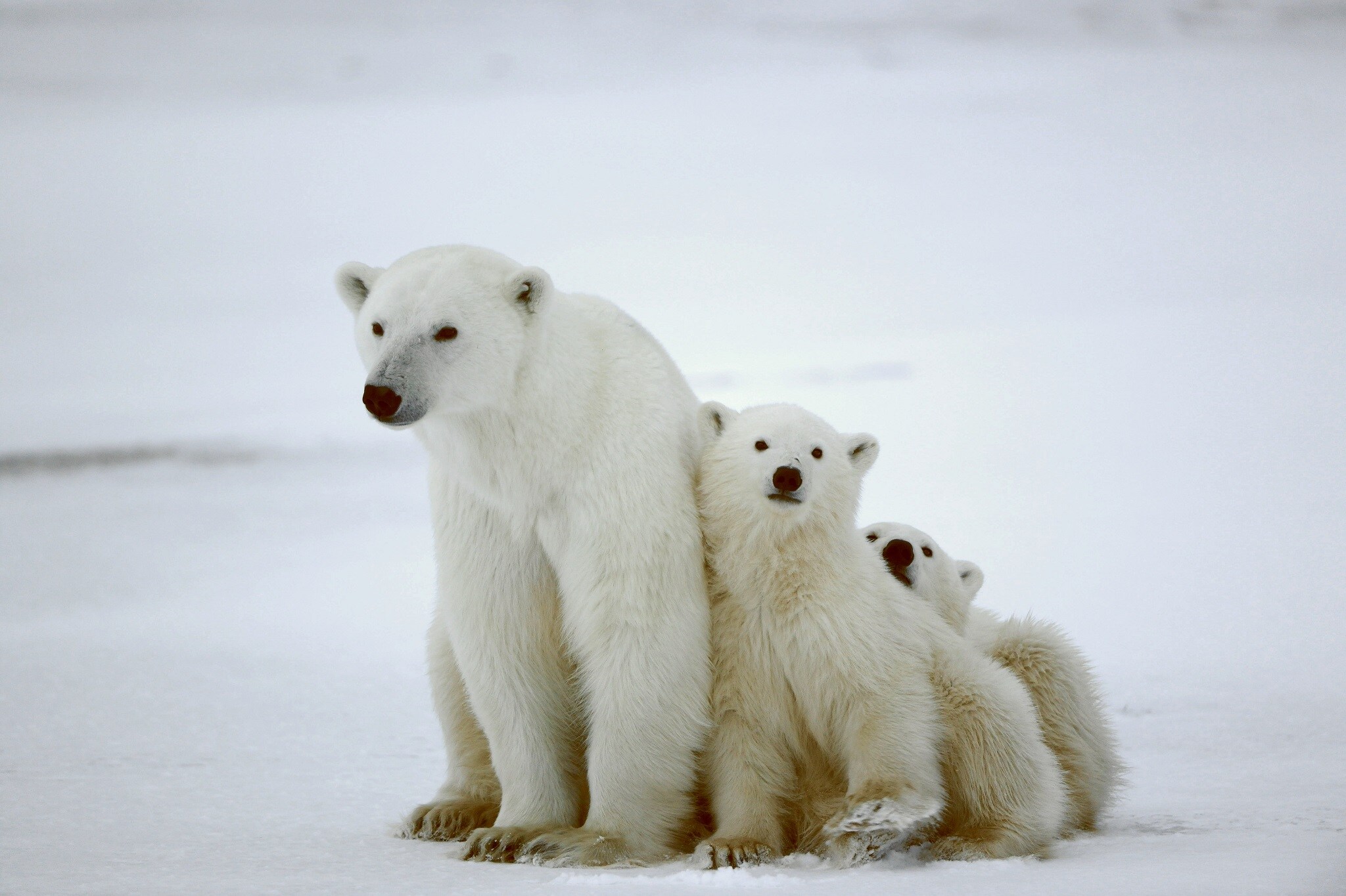 Polar Bear With Her Cubs