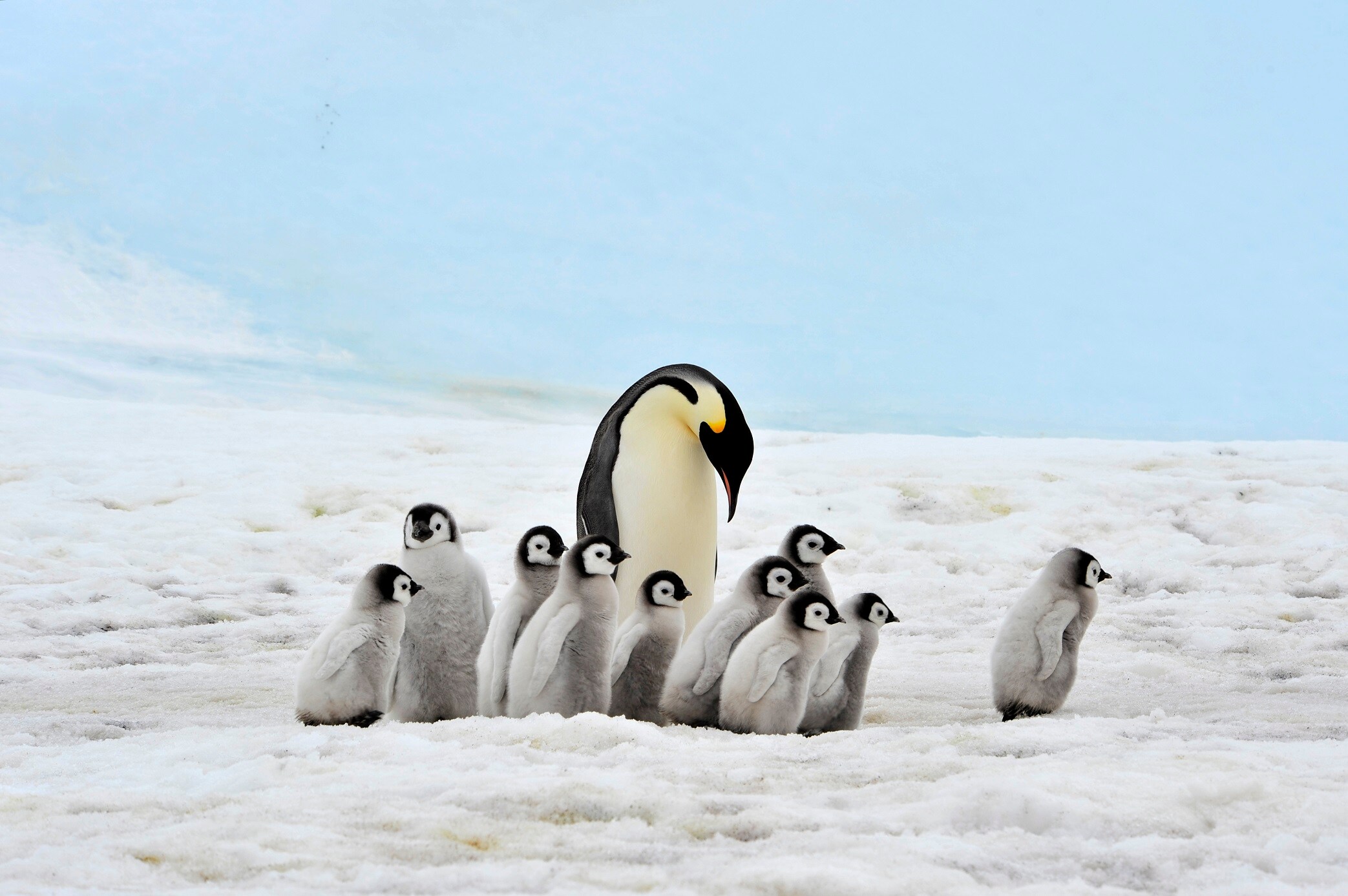 Bigstock Emperor Penguin 15518288
