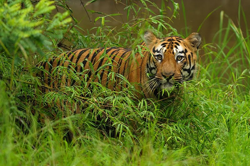 Tadoba National Park