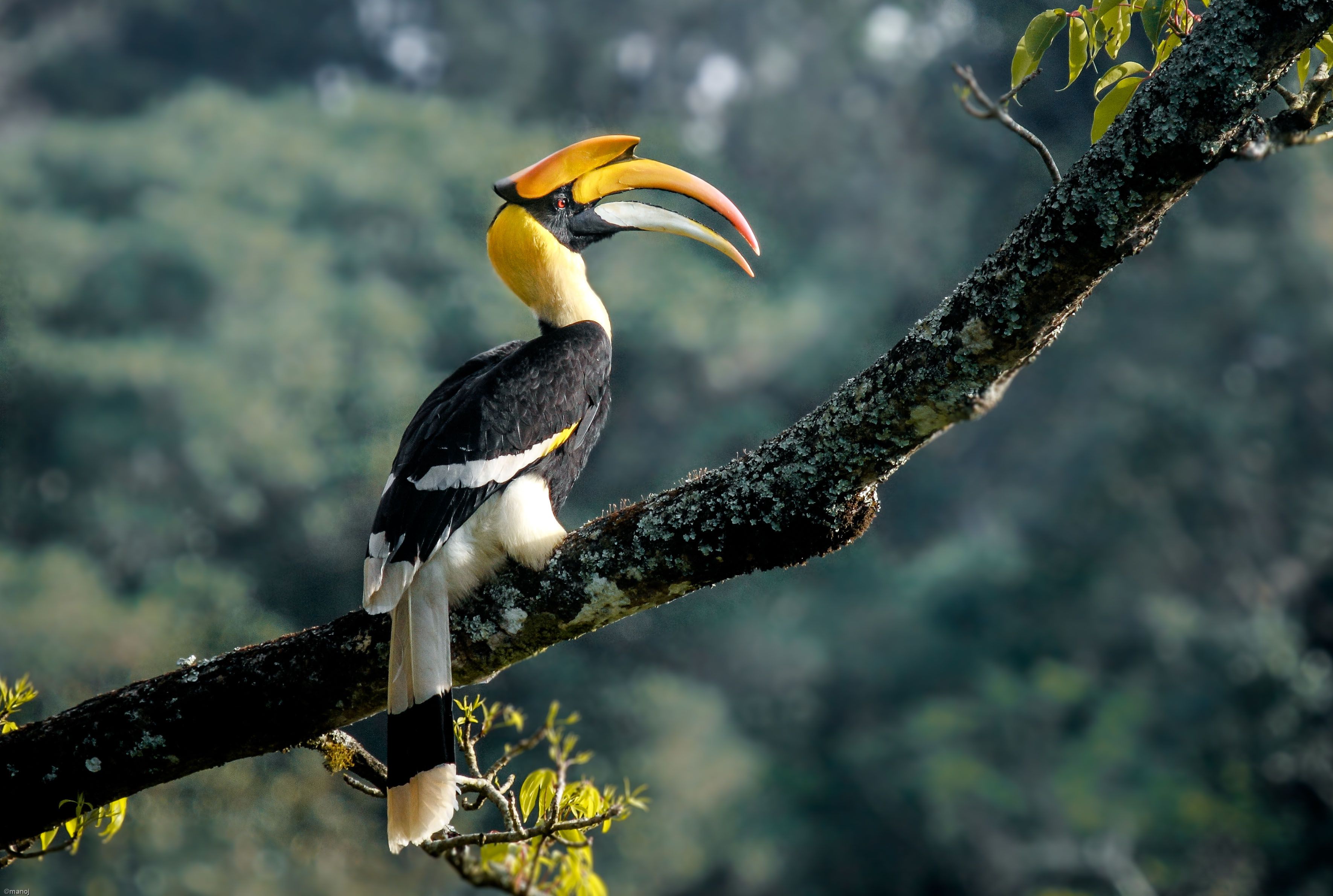 The Great Indian Hornbill