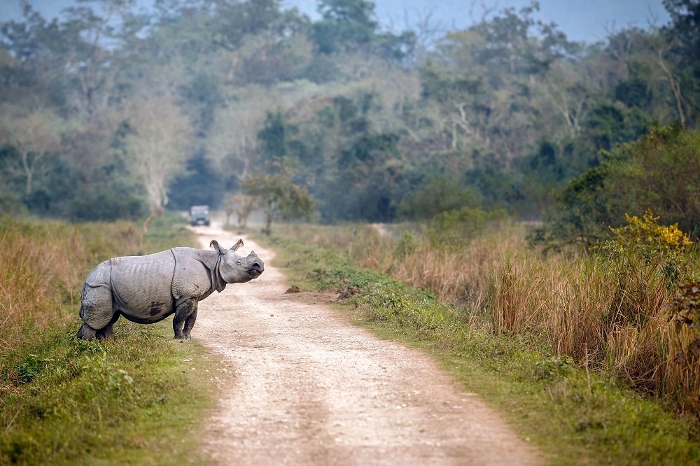 Assam Assam
