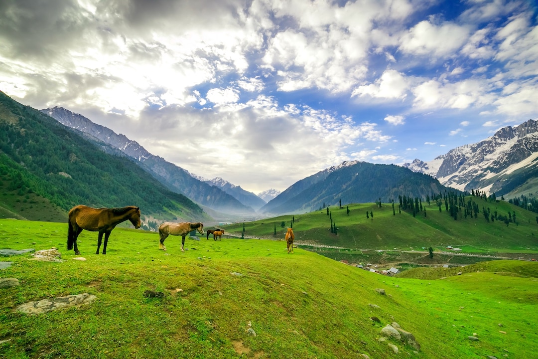 Shutterstock 394359844 Horses Grazing On A Hill Kashmir