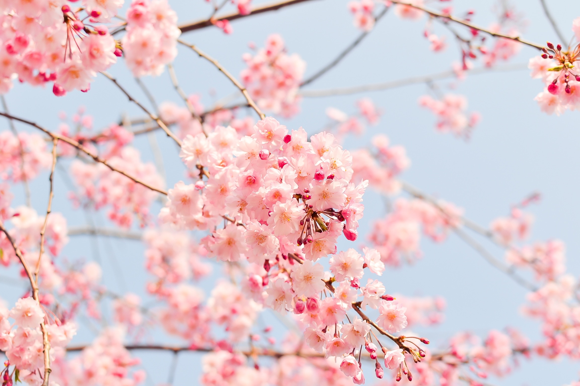 Dream World Sakura Umbrella