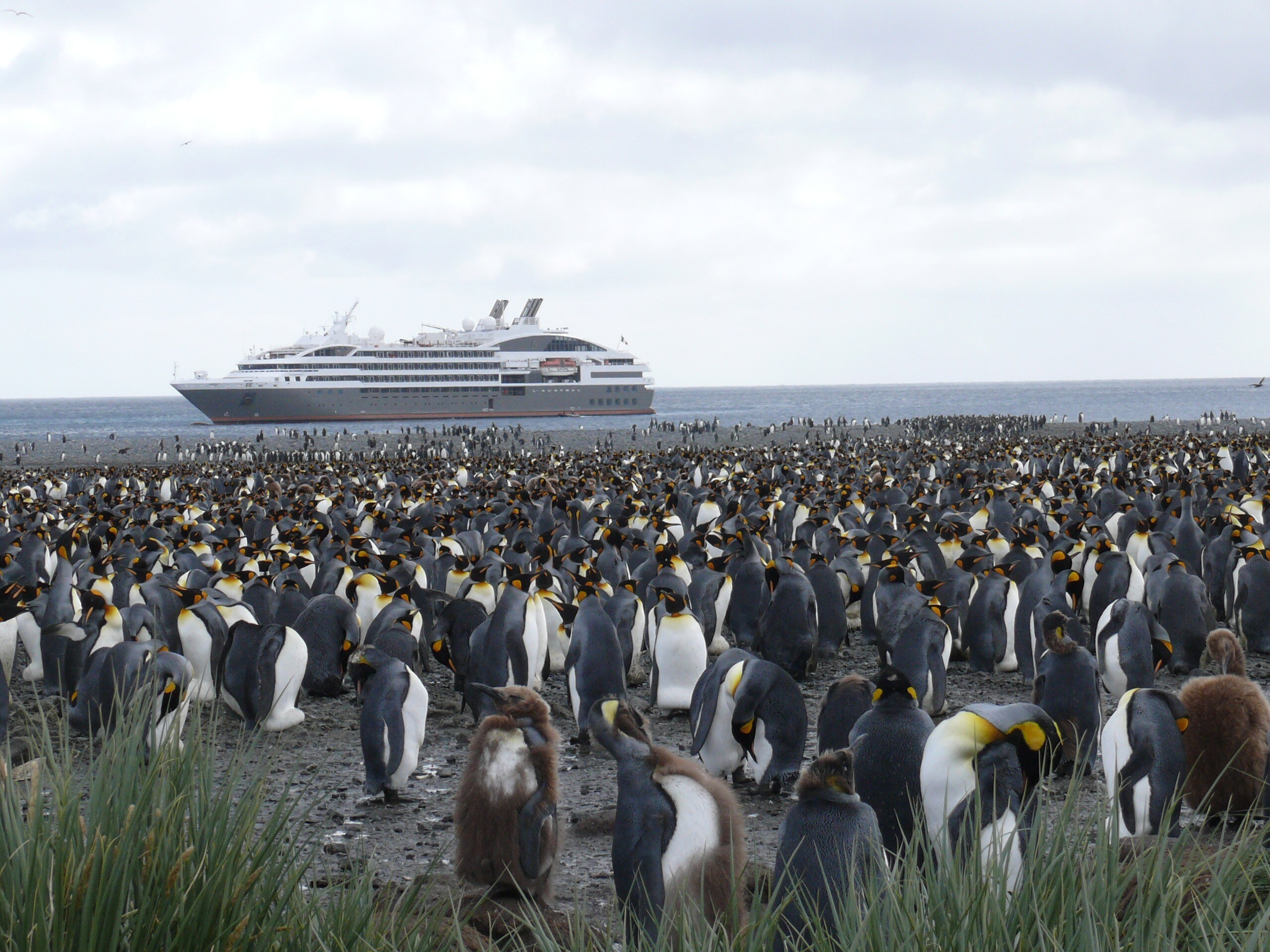 Sea Herd Cruise Penguins Antarctica Ecosystem 970834 Pxhere.com