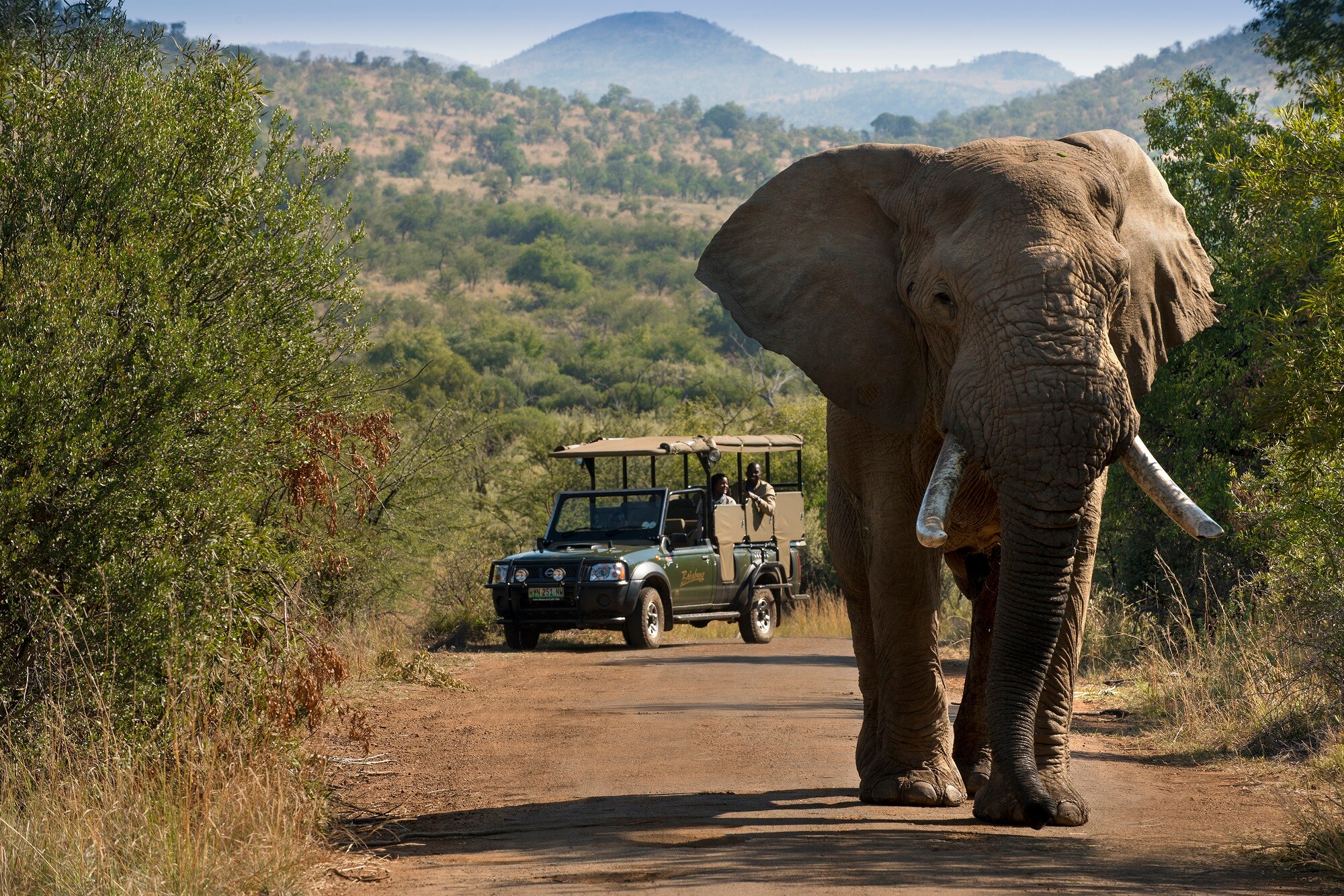 Pilanesberg Bakubung Game Drive Elephant