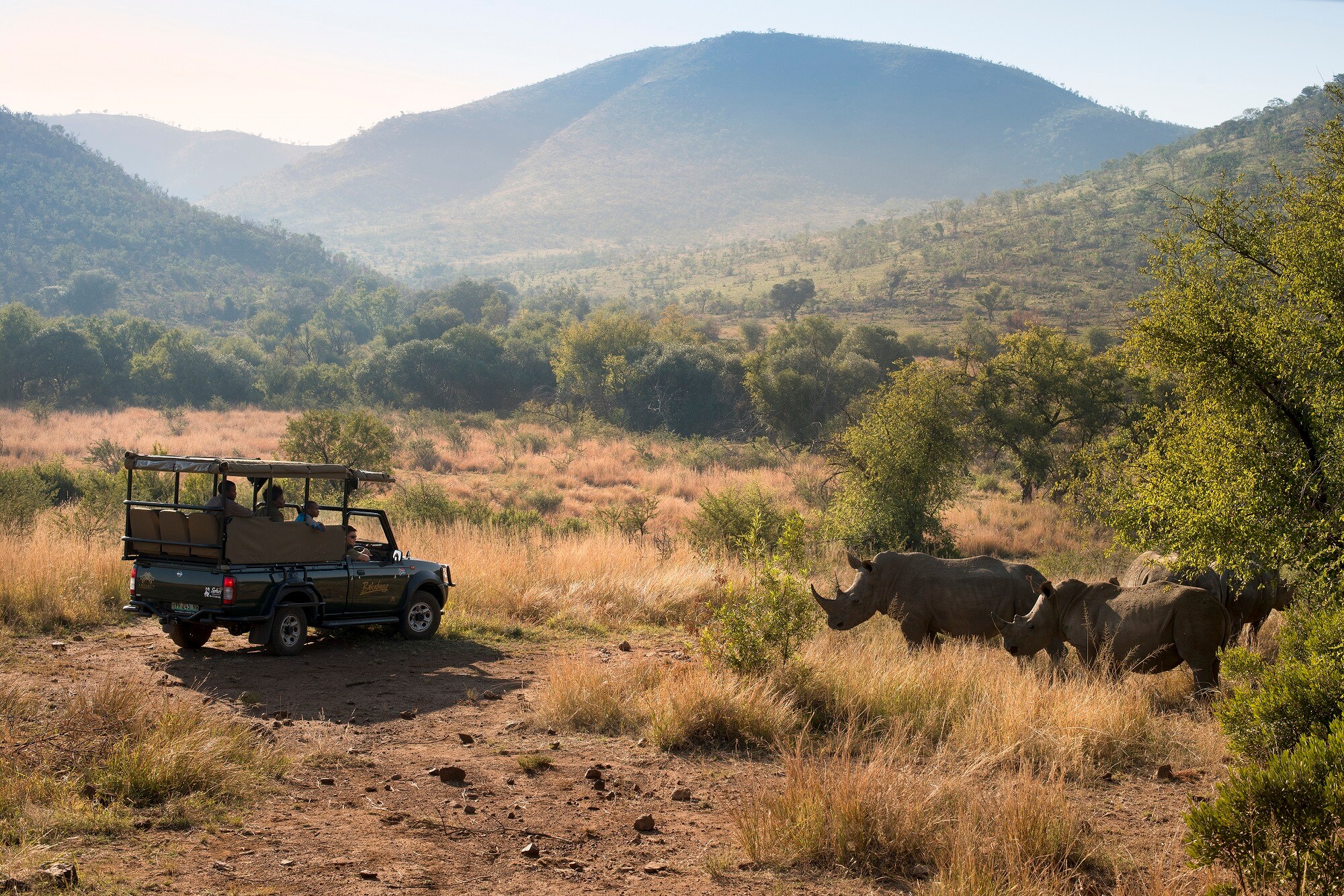 Pilanesberg Bakubung Game Drive Rhino