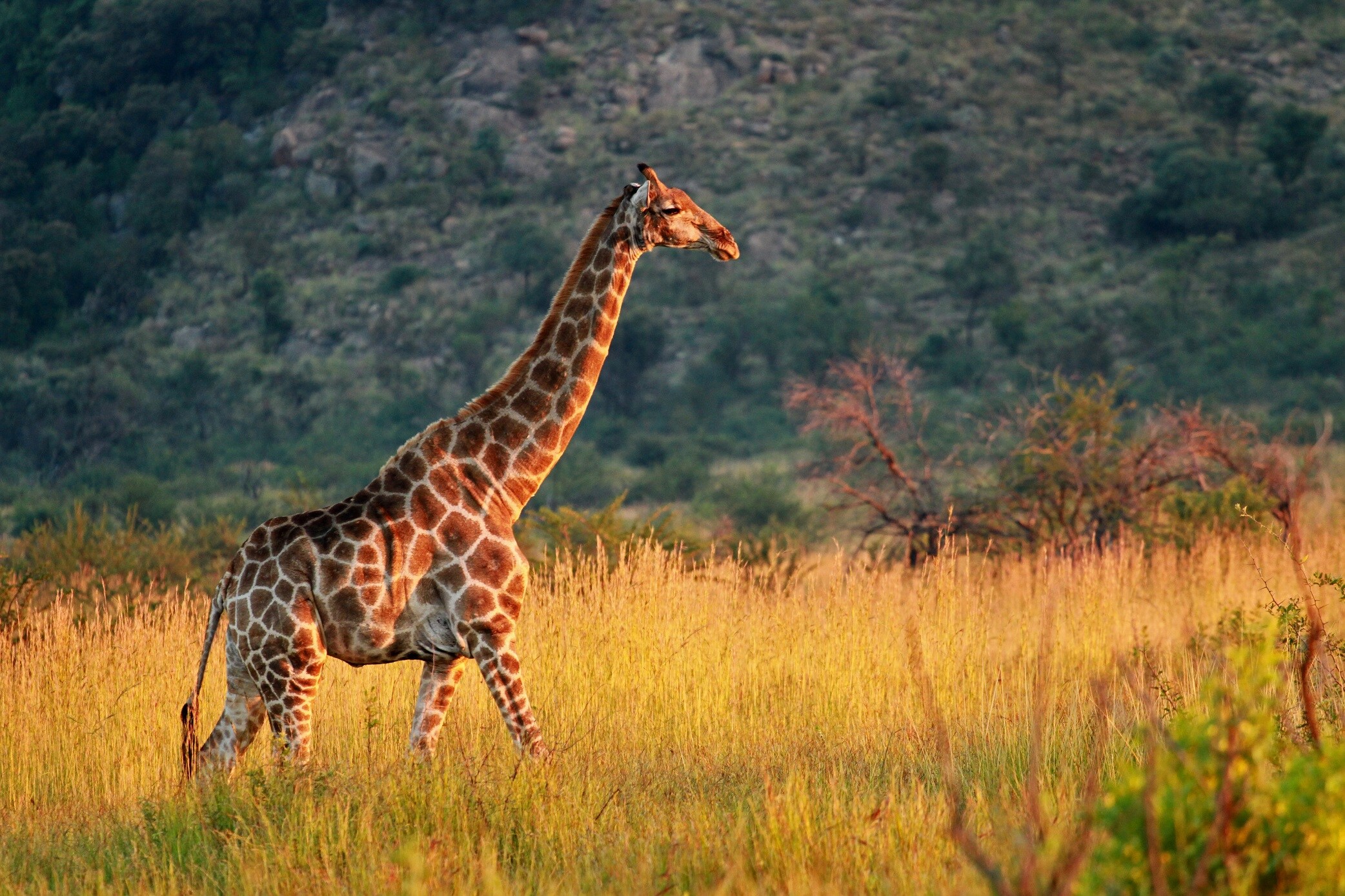 Pilanesberg National Park South Africa 649207780