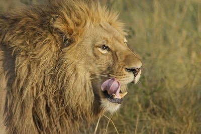 Get Real Close To The Wild In Africa!
