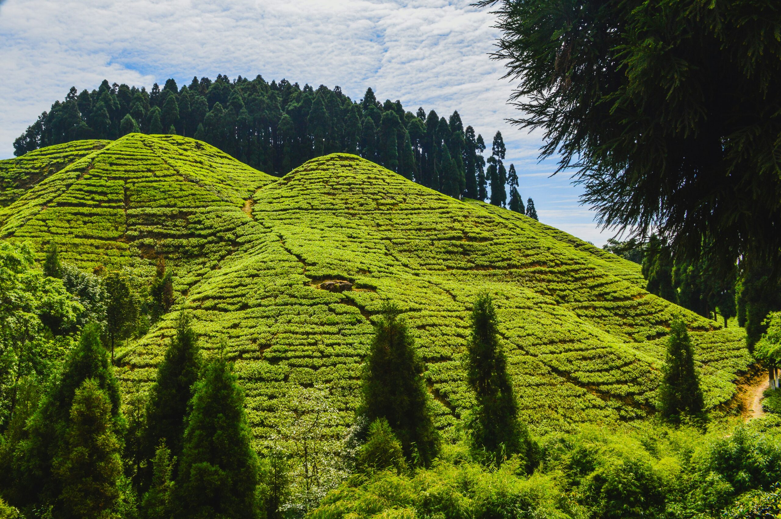 Darjeeling