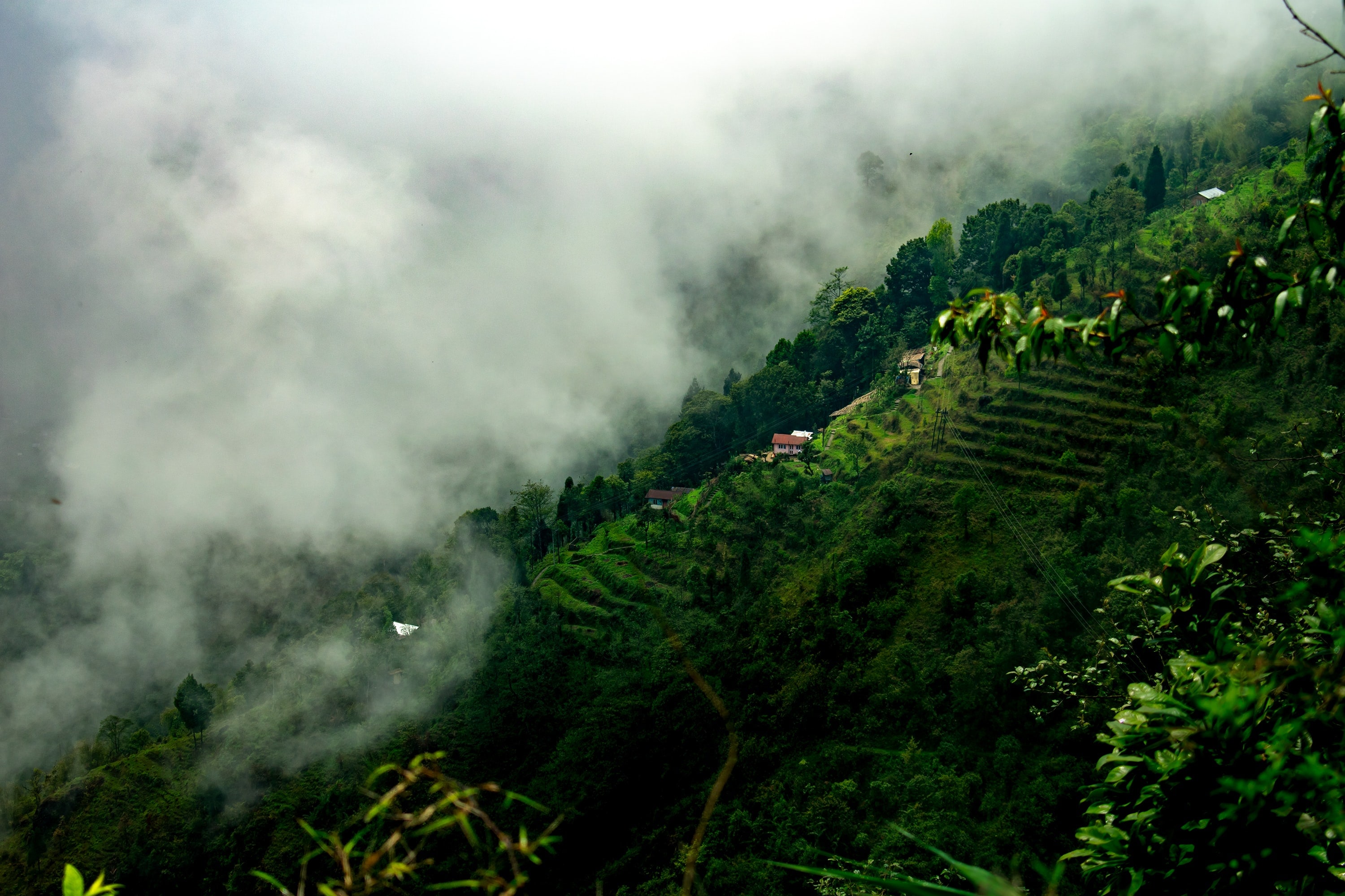 Nachural, Darjeeling Tea Garden, nature, greenery, HD phone wallpaper |  Peakpx