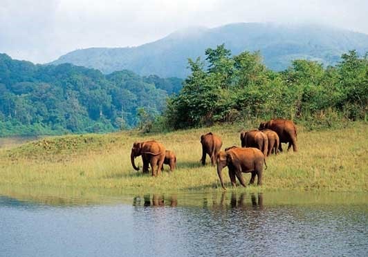 Periyar National Park, Thekkady