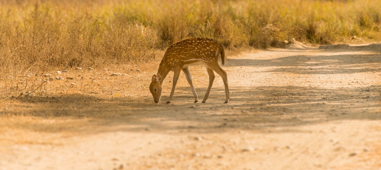 Jungle Safaris To Take In India