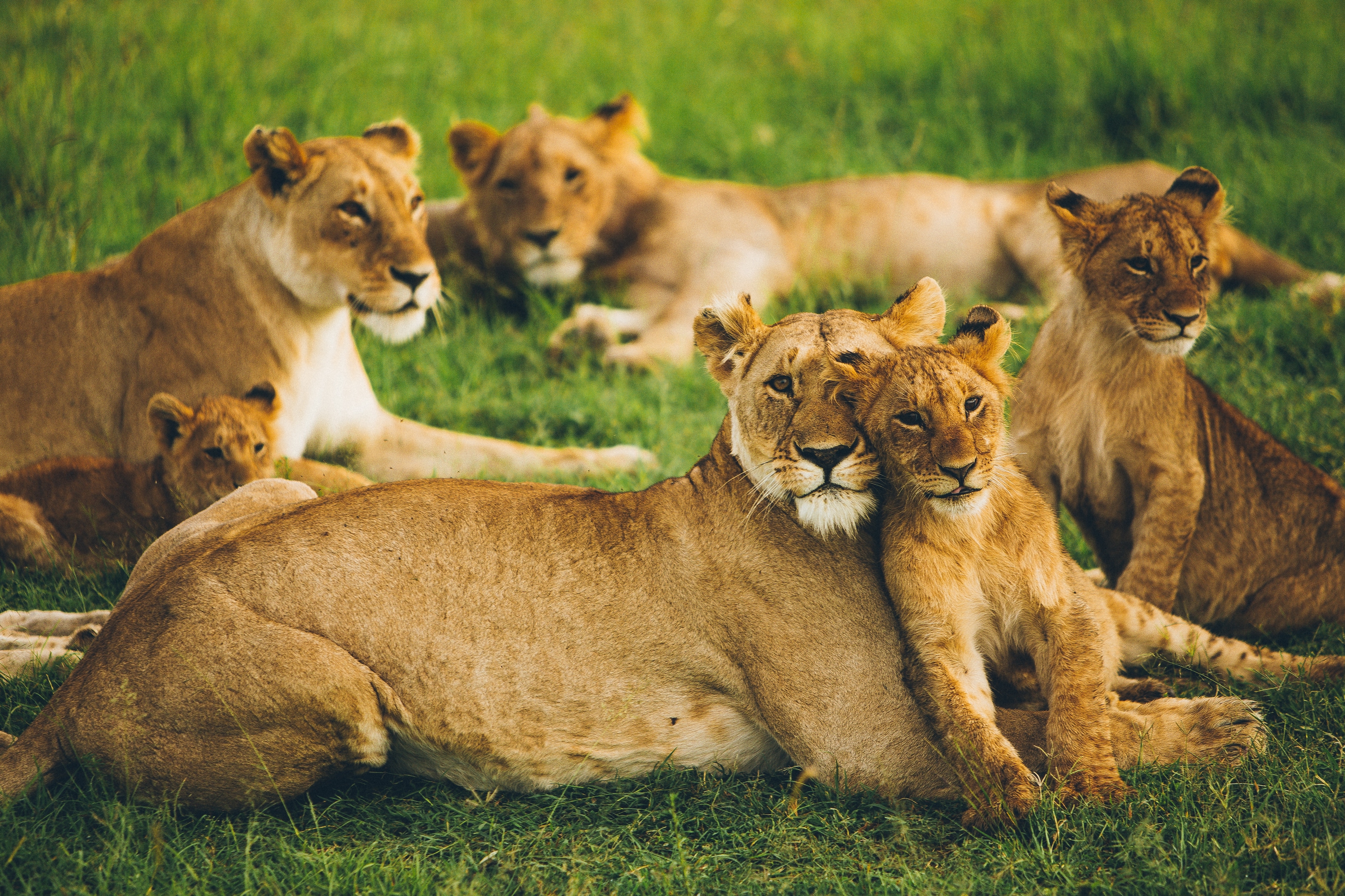 Wilderness of Masai Mara