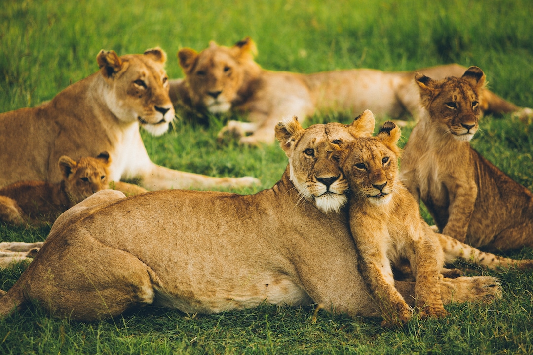 Wilderness of Masai Mara