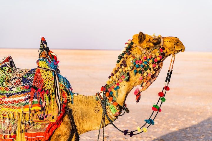 PUSHKAR CAMEL FAIR – RAJASTHAN 