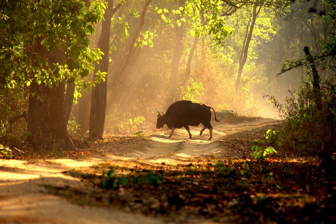 Kanha National Park – Where tigers roar and spirits soar | Veena World