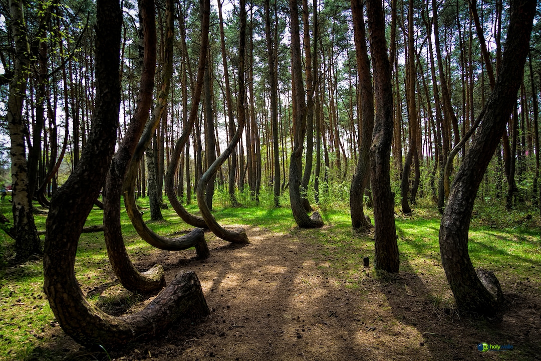 Crooked Forest in Poland