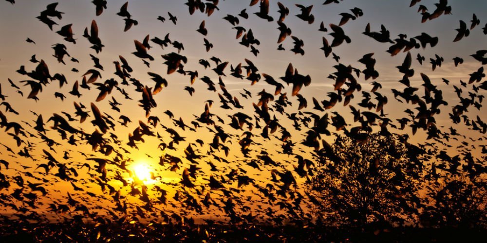 Birds Suicide in India