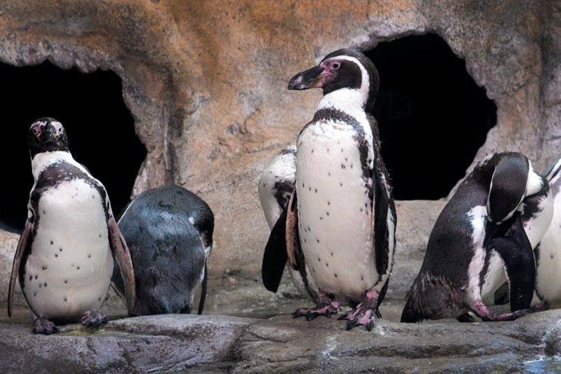Aquarium of Niagara Falls