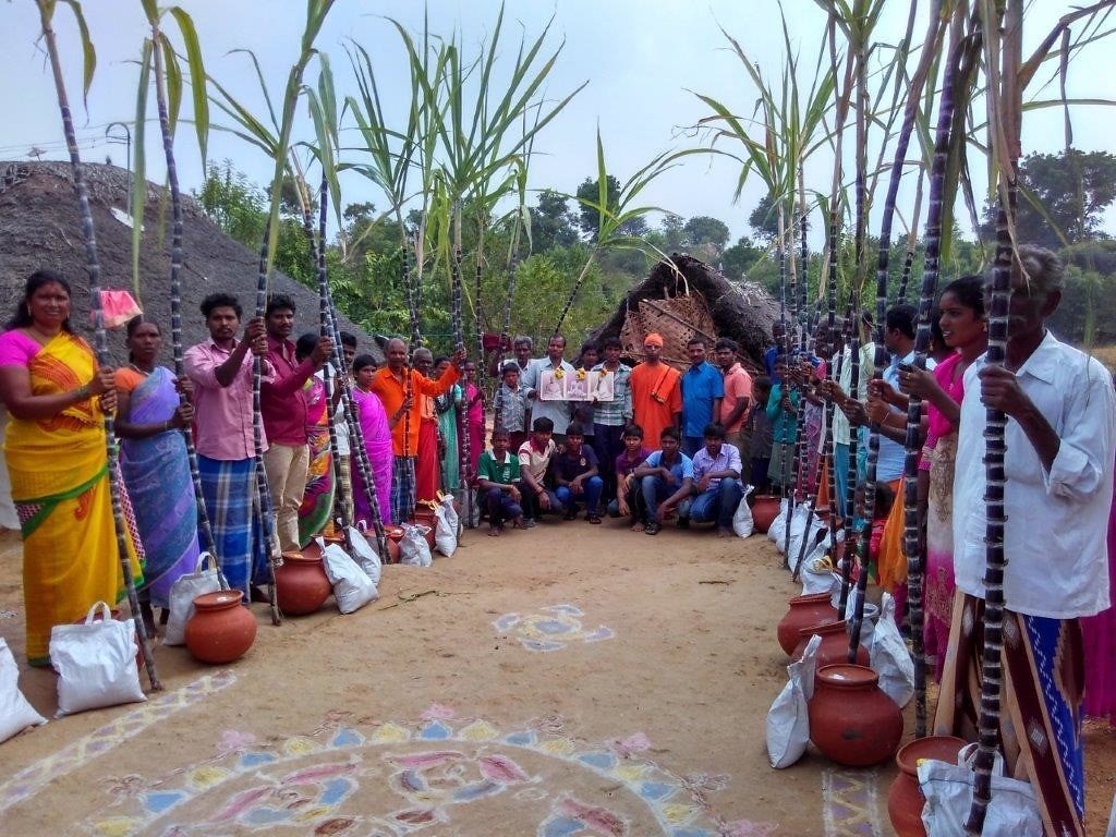 Pongal Is The Harvest Festival Of Tamil Nadu