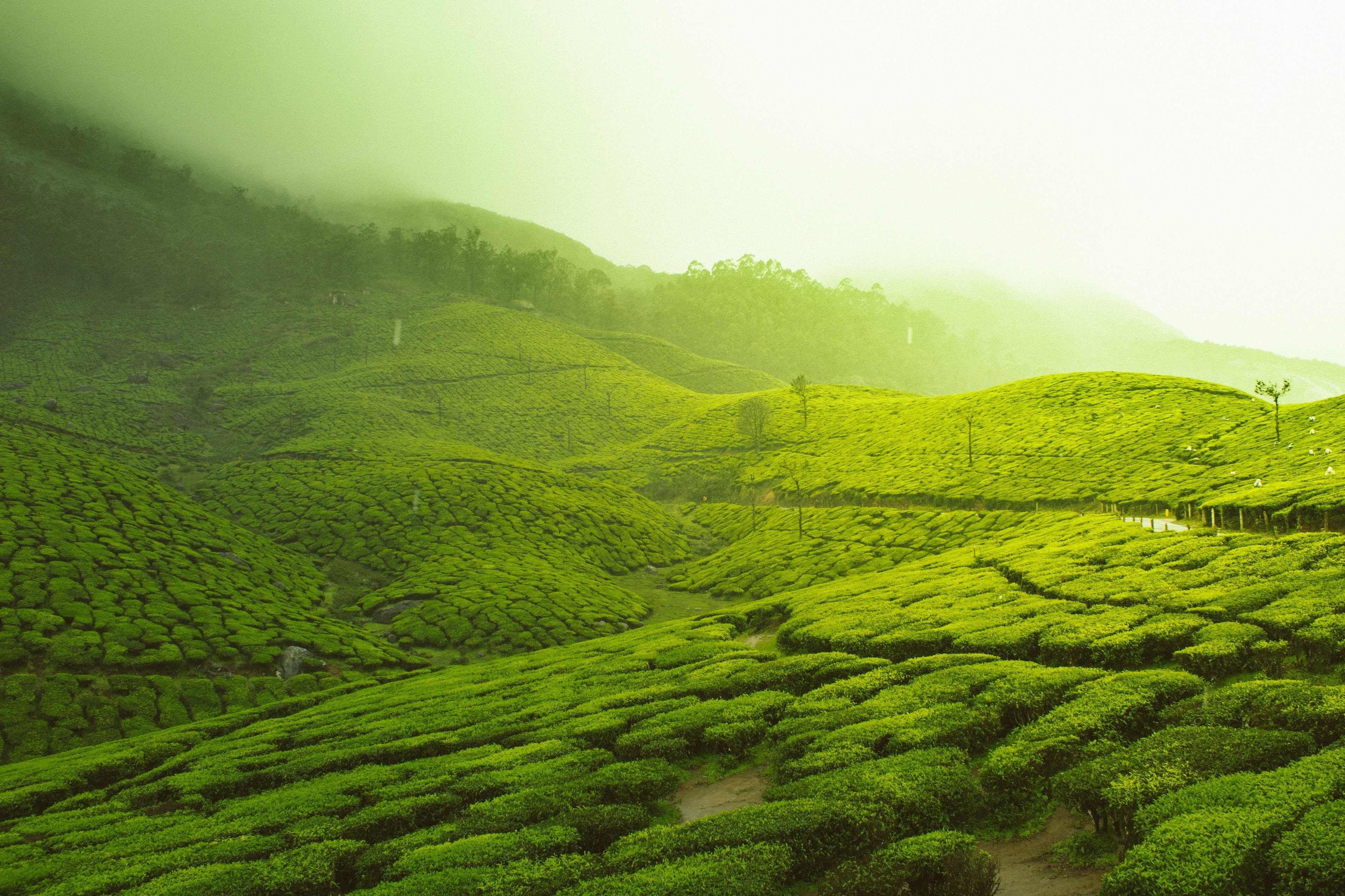Munnar – Love amid the tea gardens