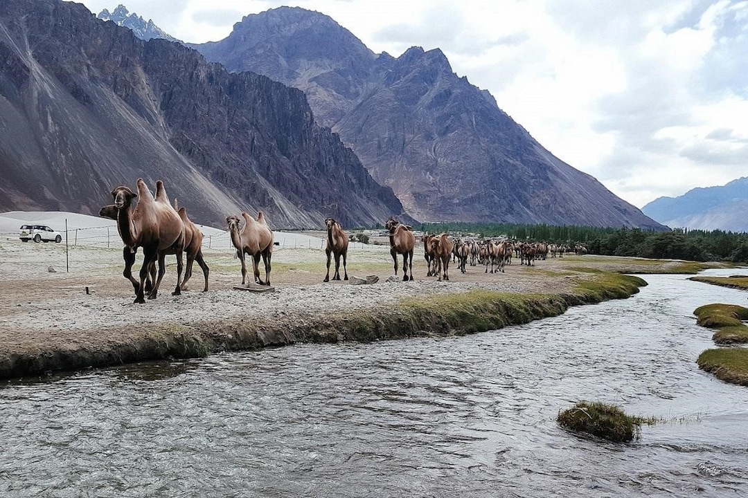 Nubra Valley A Camping Hotspot For Adventure Seekers Veena World