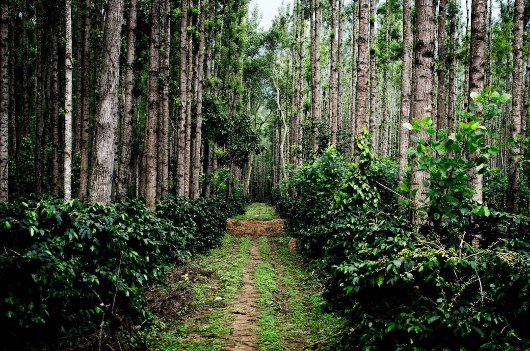 Chikmagalur A walk to remember Chikmagalur A walk to remember