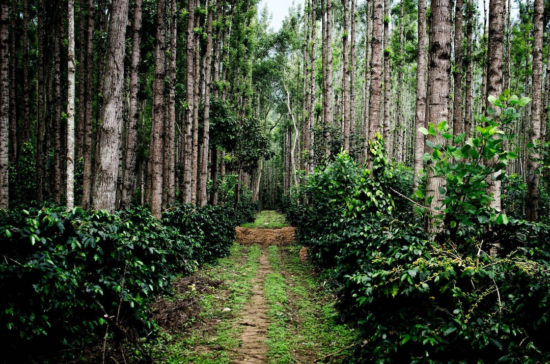 Chikmagalur A walk to remember