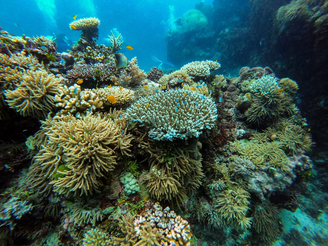 The Great Barrier Reef (Australia)