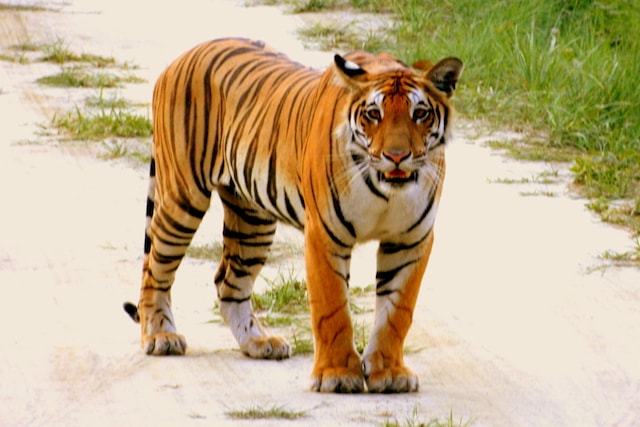 Rare tigers in Thailand spotted for first time in four years - The  Washington Post